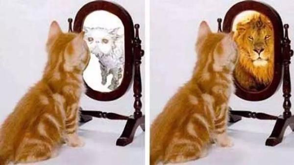 отражение кота